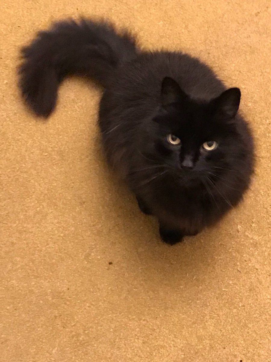 Eaterofsun's tweet photo. This is our cat, Shadow. Currently missing and collarless in #Greenwich (UK). Very black, about 3.6kg, not particularly graceful (forgive me Shads) somewhat shy. Microchipped. If seen please let me know. If you are in Greenwich or have followers here please RT https://t.co/OaLg1Et180