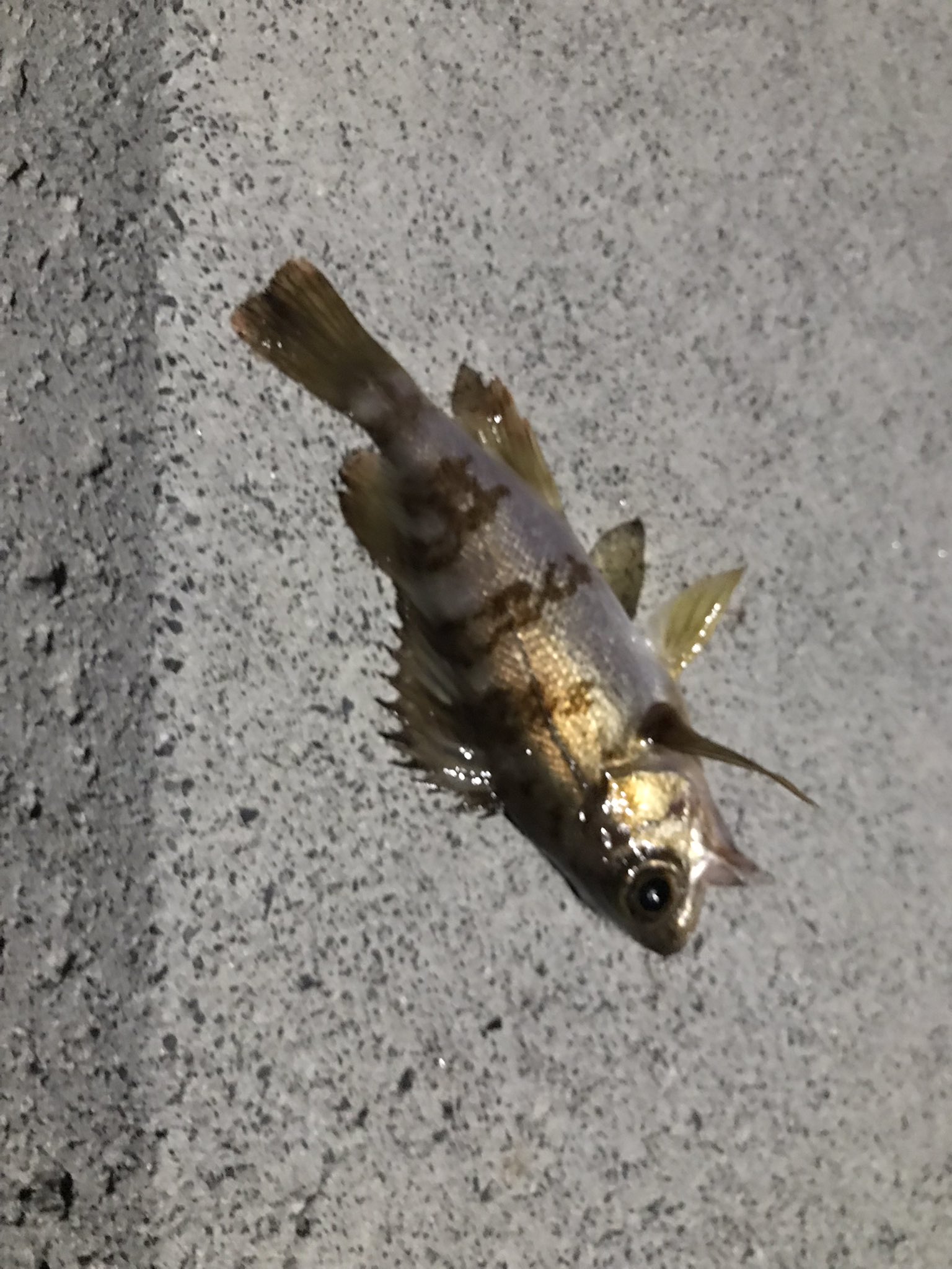 池田まさたか I M 書店員 メバル釣れたああああぁぁぁぁネコがぁ持ってったあああぁぁぁーーーぁぁーーー T Co Ziodribyle Twitter