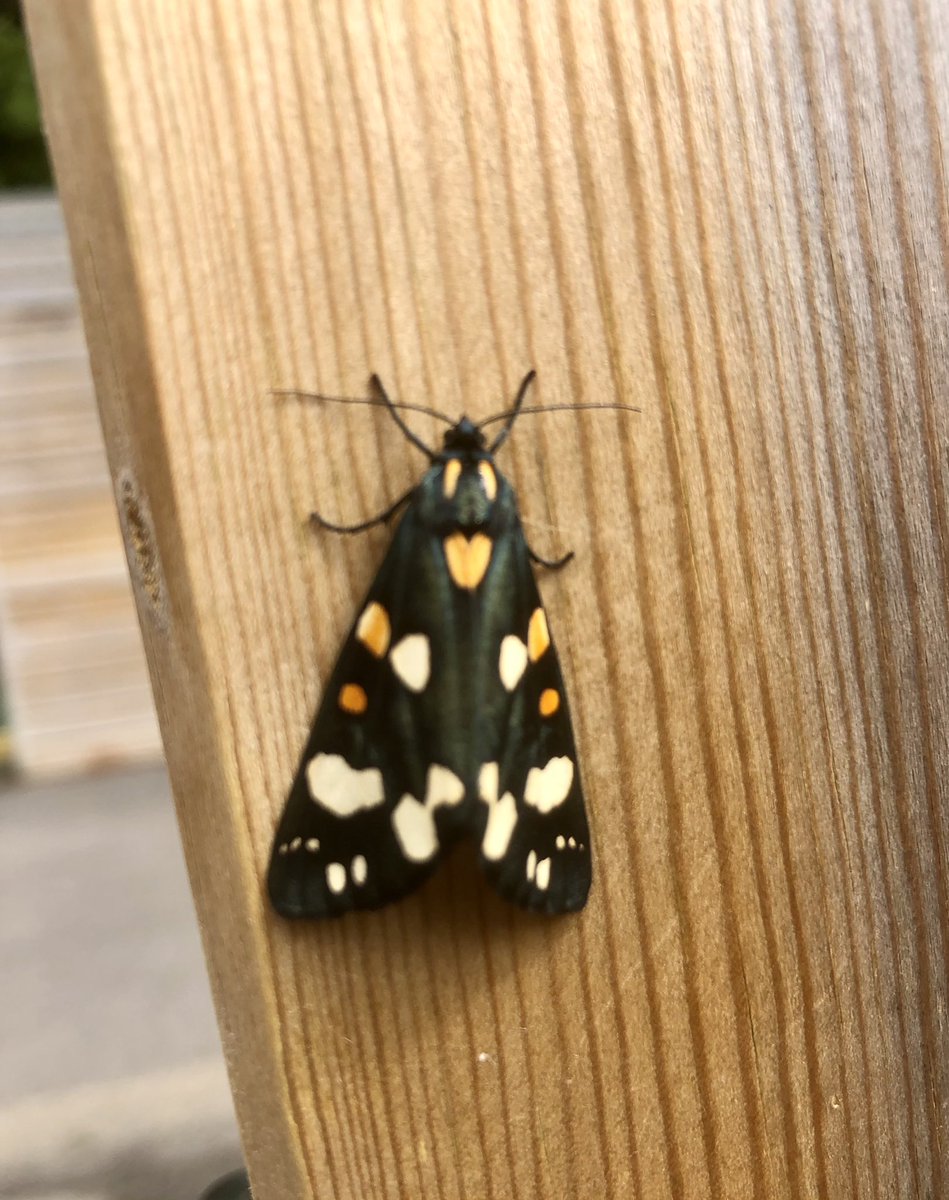 DreadedFlapper's tweet image. A Tiger, hiding it’s Scarlet.