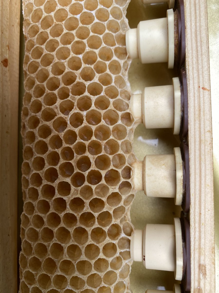 Must remember to look for a second queen when setting up a cell builder. Classic mistake. ⁦<a href="/beesinbrittany/">Richard Noel</a>⁩