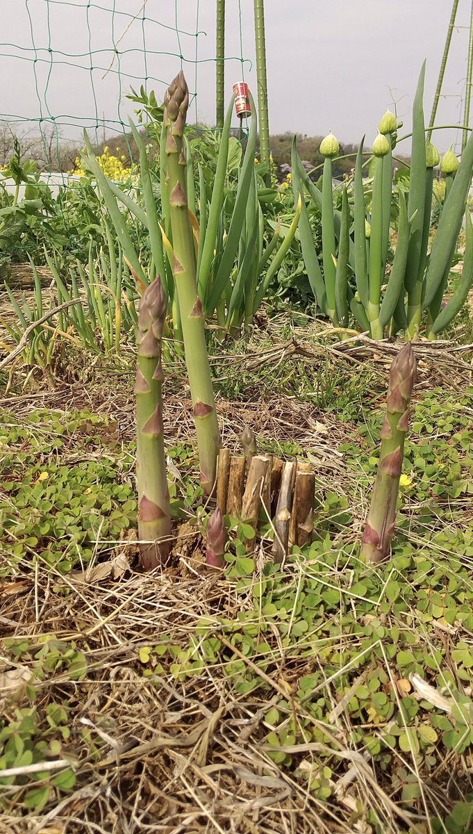 副業は野菜作り 自産自消ですが 肥料不足は有機栽培へのターニングポイントだ 肥料は農家さんに回そう 微々たる量だけど 雑草を抜かずに刈るようにしてから 土は柔らかくなり みみずも増えた モグラが増えたのは困るが そうすると畝はこんな