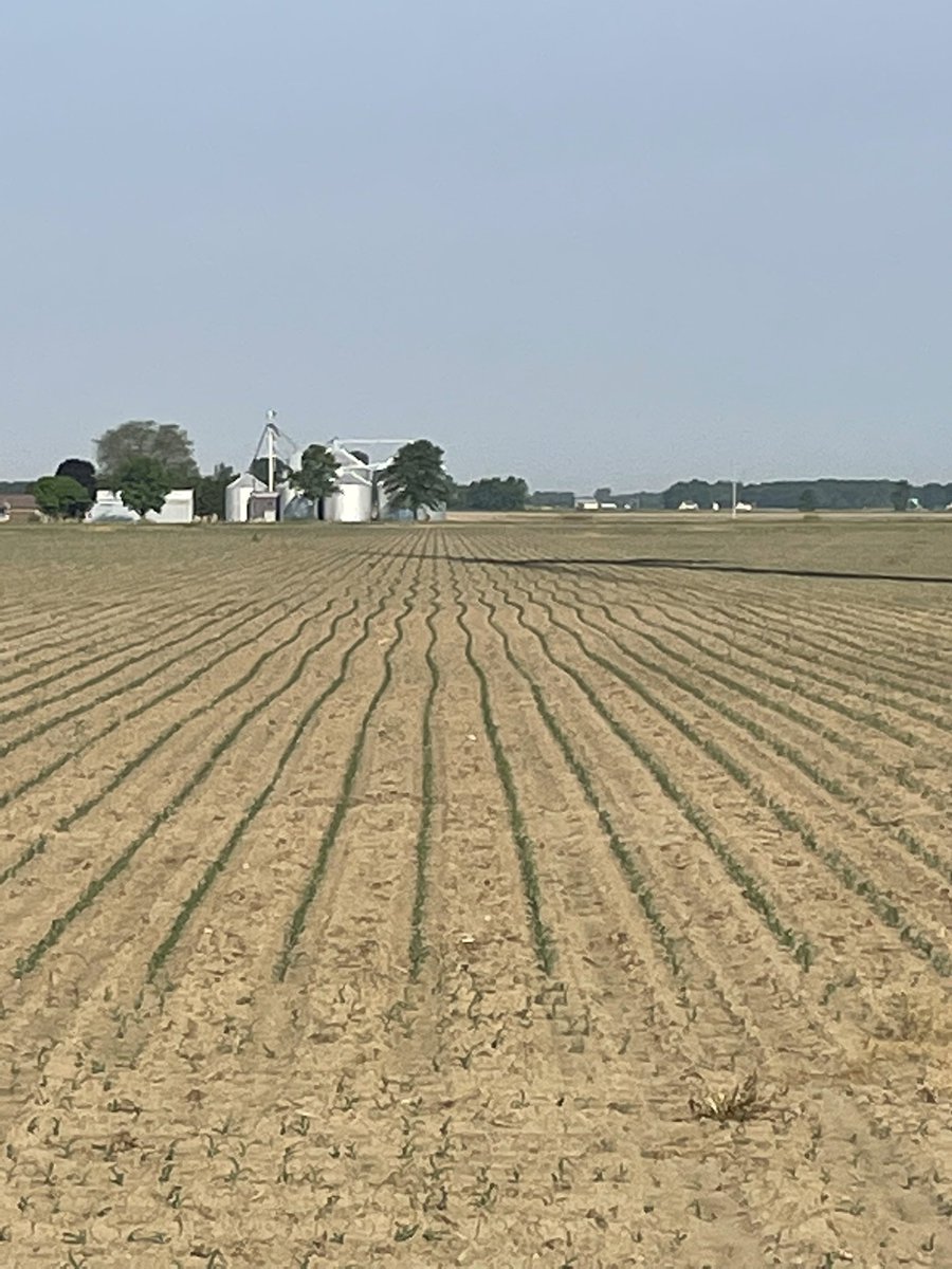 Noggle Farms tweet media