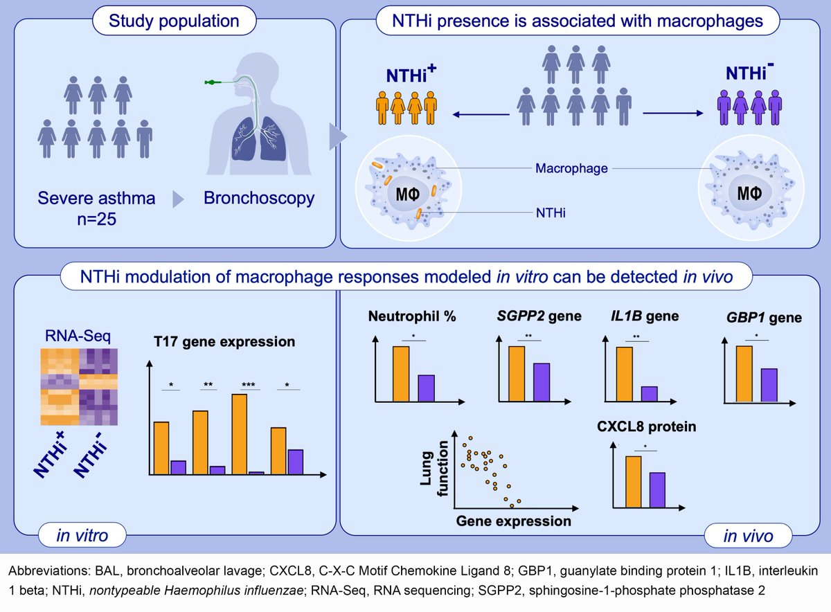 Ackland et al., Nontypeable Haemophilus influenzae infection of pulmonary macrophages drives neutrophilic inflammation in severe #asthma 

Read more👉doi.org/10.1111/all.15…

See more papers👉journalallergy.com/Asthma-Lower-A…

<a href="/JodieAckland/">Jodie Ackland</a> <a href="/neutrophilclair/">Dr Clair Barber</a> <a href="/drbunsenhoney/">Karl Staples</a> #Allergy_journal