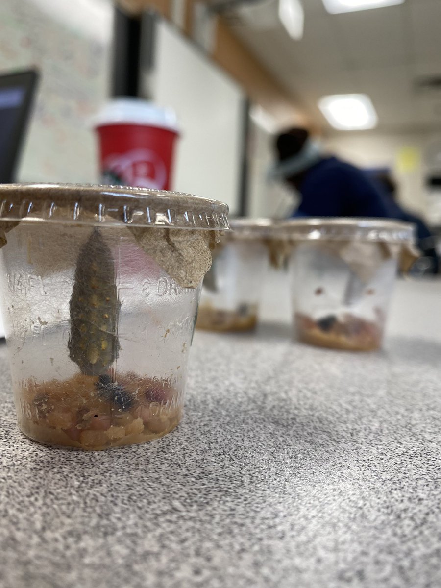 WendyLarm's tweet image. OMG on CCN @CardinalLegerSS !!! Over the weekend, not one, not two, but all three 🐛 turned into their chrysalis form!!!!!!! #LancerLearning #SoExcited
