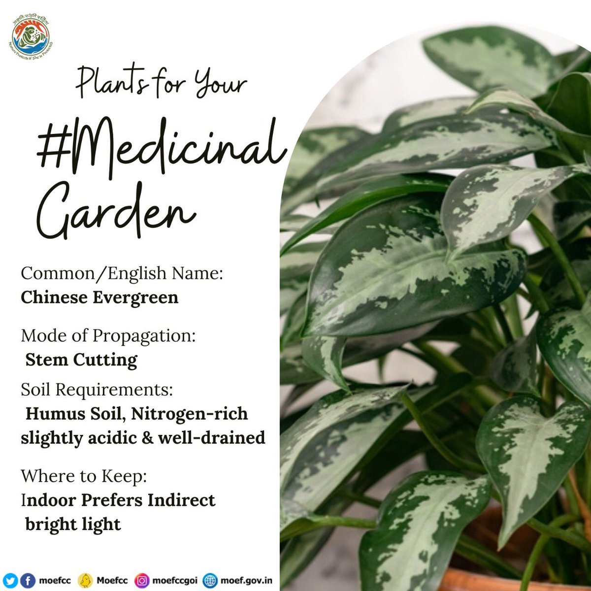moefcc's tweet photo. There're a lot of #MedicinalPlants grown throughout India, Let's learn their benefits and try to grow them around us. 
#MyGreenSpace #MedicinalGarden https://t.co/J7bIzIxUCk