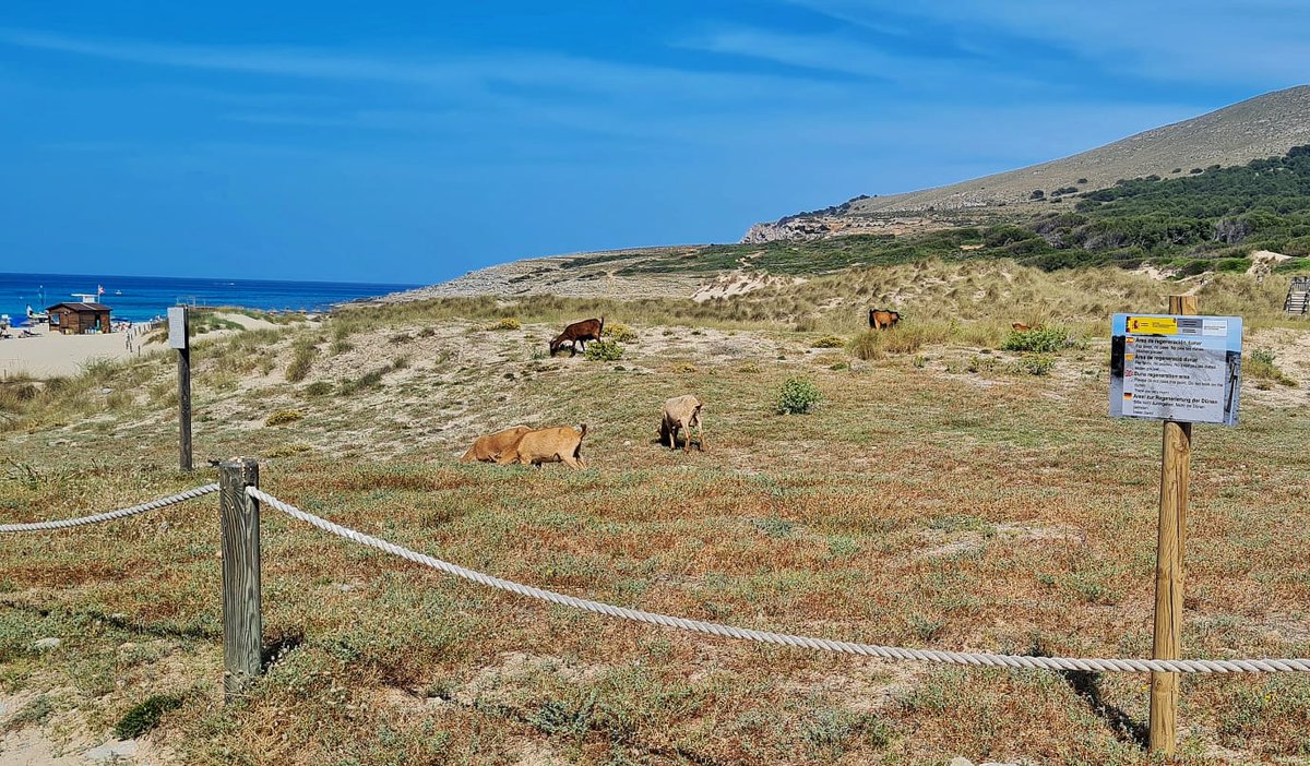 AlternativaArta's tweet photo. "Àrea de regeneració dunar" a #CalaMesquida (Capdepera, #XN2000 ES0000227 #MuntanyesdArtà).
Ben a prop, també aferrat a l'espai natural "protegit", una menjadora de #moixos (https://t.co/Fqy7RpPH0o)
#Cabres #Plagues
Cc/ @AgentsMediAmbIB https://t.co/b9nLP4LIg5