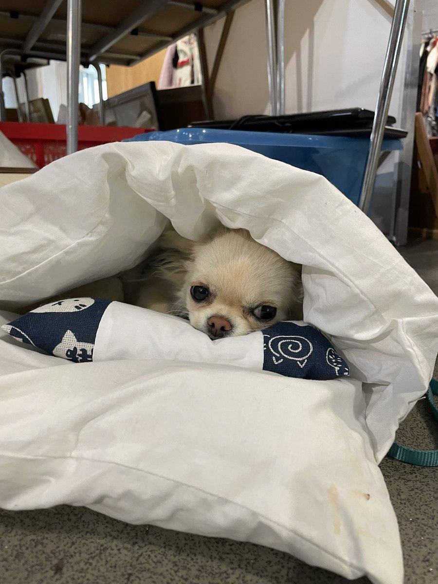 Go away, I’m napping 💤 

#DogsofTwittter