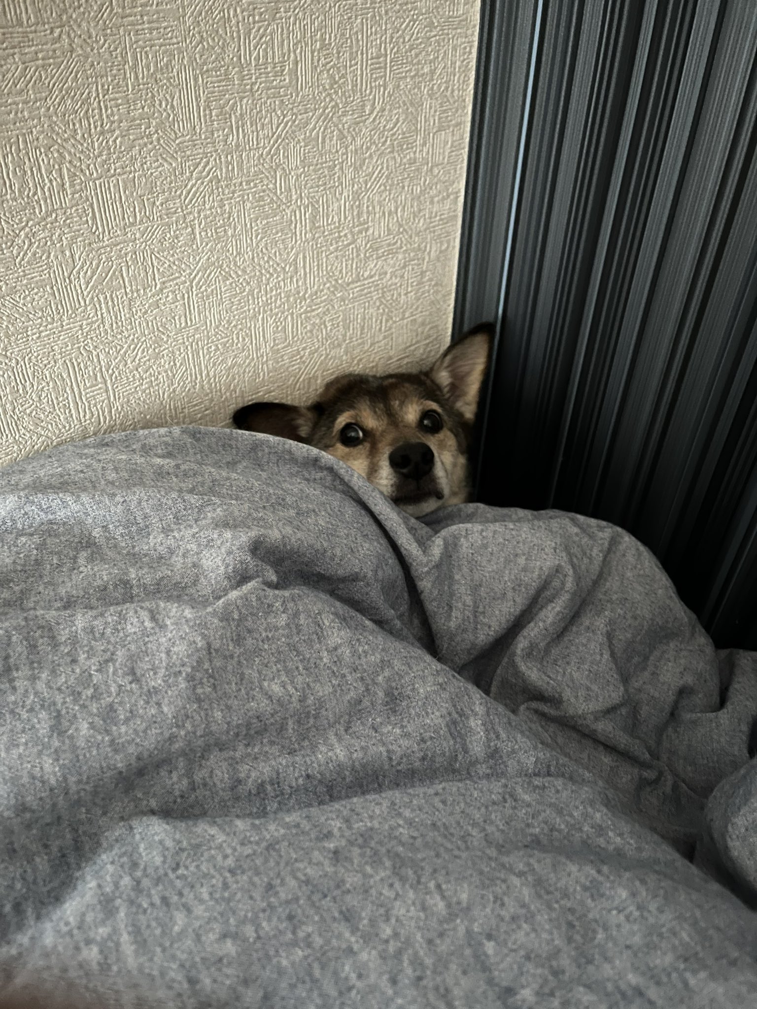 Follow 柴犬ガルク S Chachiemonlove Latest Tweets Twitter