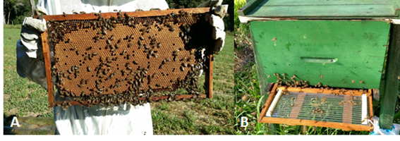 RedeSciELO's tweet photo. New standard operating procedure for apitoxin collection aiming at research and production of the apilic antivenom #Honeybees #BeeVenom #ApilicAntivenom #Apitoxin

Read the @JVATiTD press release in: https://t.co/8LNHnjt85m https://t.co/S9G2LDWS5o