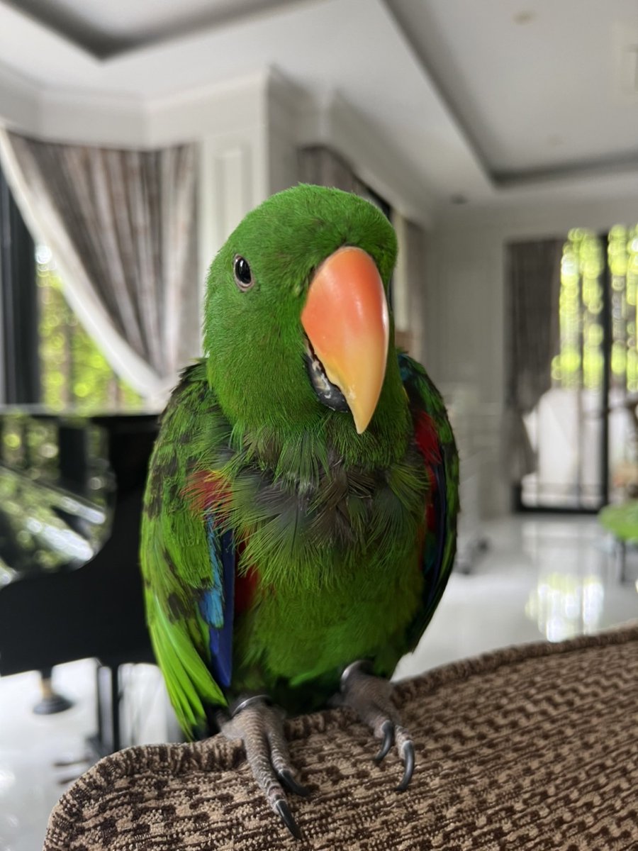 eclectonft's tweet image. Hey Everyone! I am Mercy, an eclectus parrot.