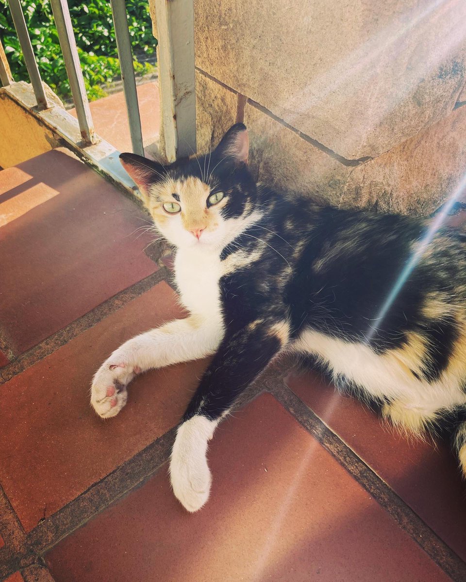 pilgrim_travels's tweet photo. 1/2 a catalogue of cats of the Camino
#catsofcamino #catsofworld #camino #catsofspain #pilgrimage https://t.co/l65jSpN9B3