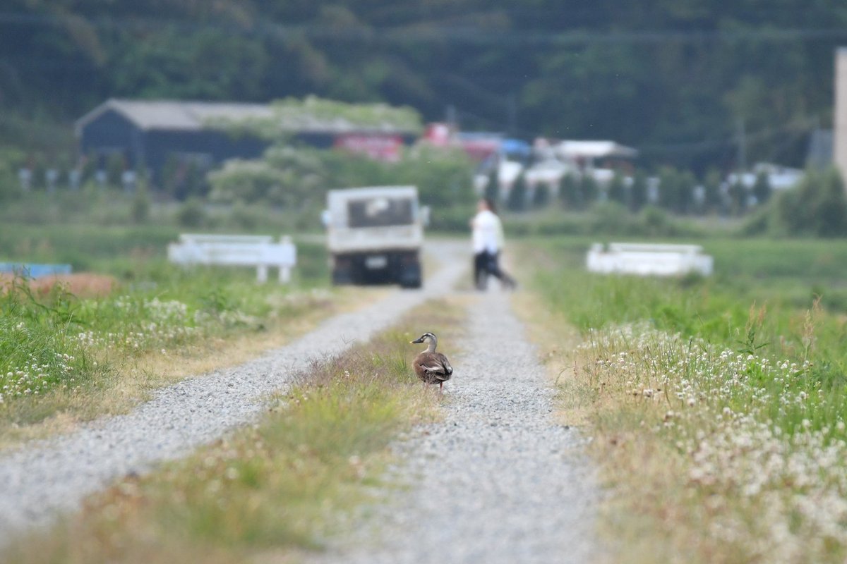 ss403702's tweet photo. 散歩で出会った生き物達✨
#自然が好き https://t.co/UrgdfYGtj9