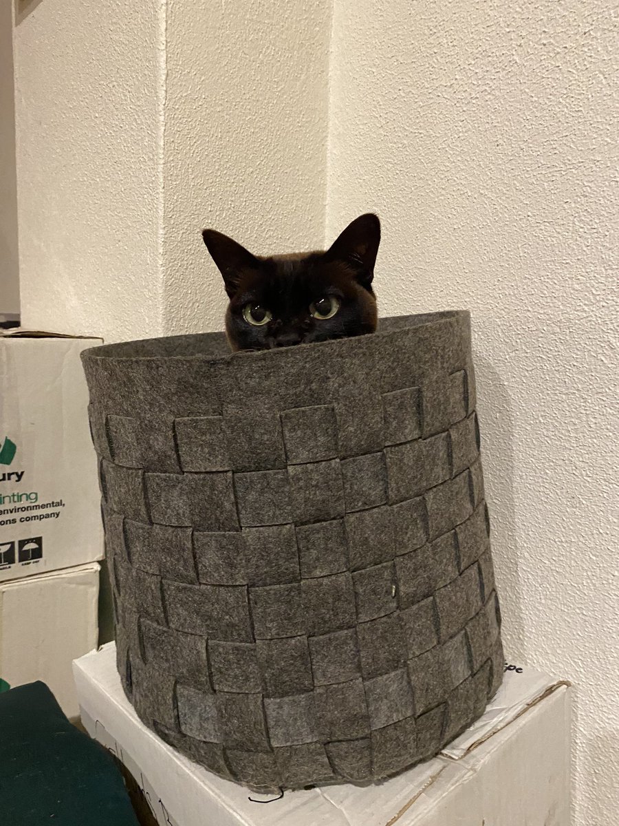 Surprise!! Cat enjoying the chaos of packing up the house a lot more than me.