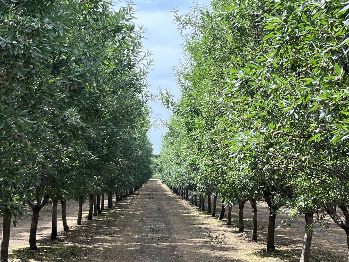 AlbertoVimar's tweet photo. Fuera de España también tenemos explotaciones bonitas de #Almendro con #AlmoliveAgroservices y #Vimarequiposcom variedades #Guara #Lauranne https://t.co/F2ew7iQhlD