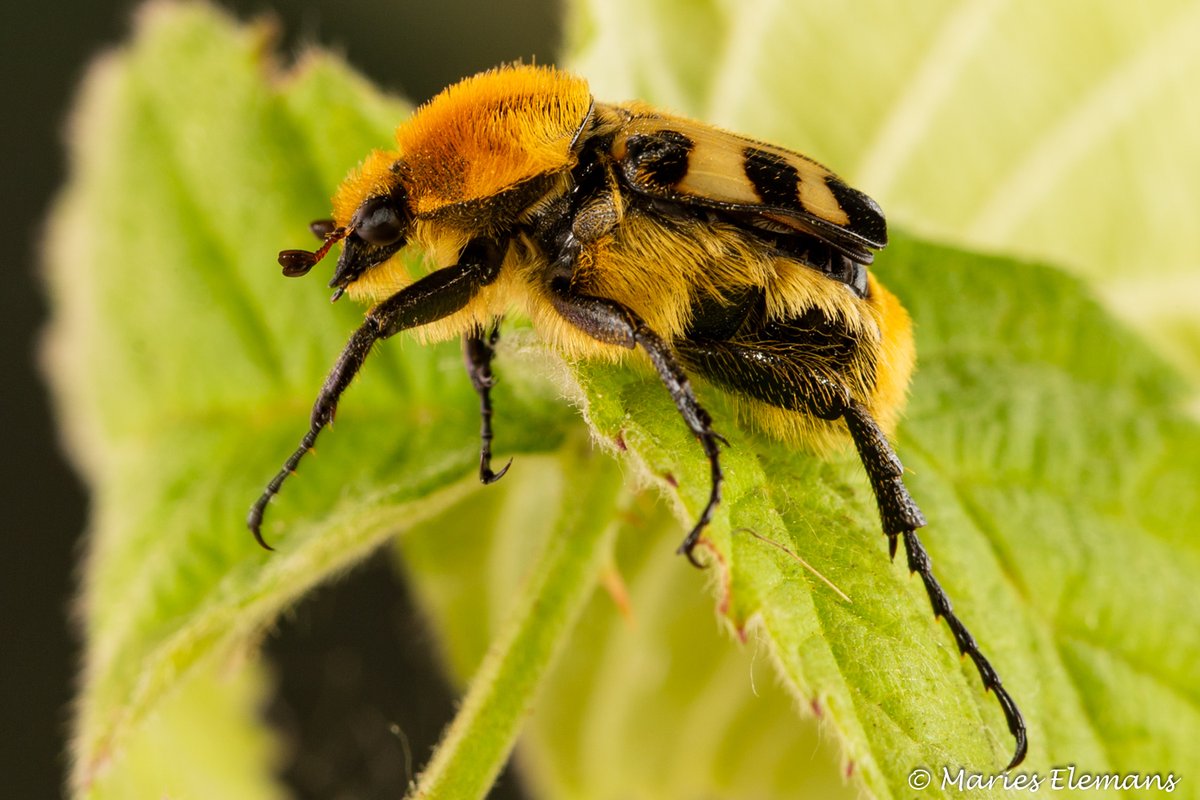 MariesElemans's tweet photo. Het blijft een bijzondere verschijning, geel met zwart op de rug en een felle wollige beharing.
De #Penseelkever #Trichius gallicus/fasciatus behoort tot de bladsprietkevers en is daarmee  familie van mest- en meikevers. https://t.co/cIFRGjL2js