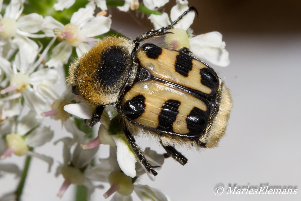 MariesElemans's tweet photo. Het blijft een bijzondere verschijning, geel met zwart op de rug en een felle wollige beharing.
De #Penseelkever #Trichius gallicus/fasciatus behoort tot de bladsprietkevers en is daarmee  familie van mest- en meikevers. https://t.co/cIFRGjL2js