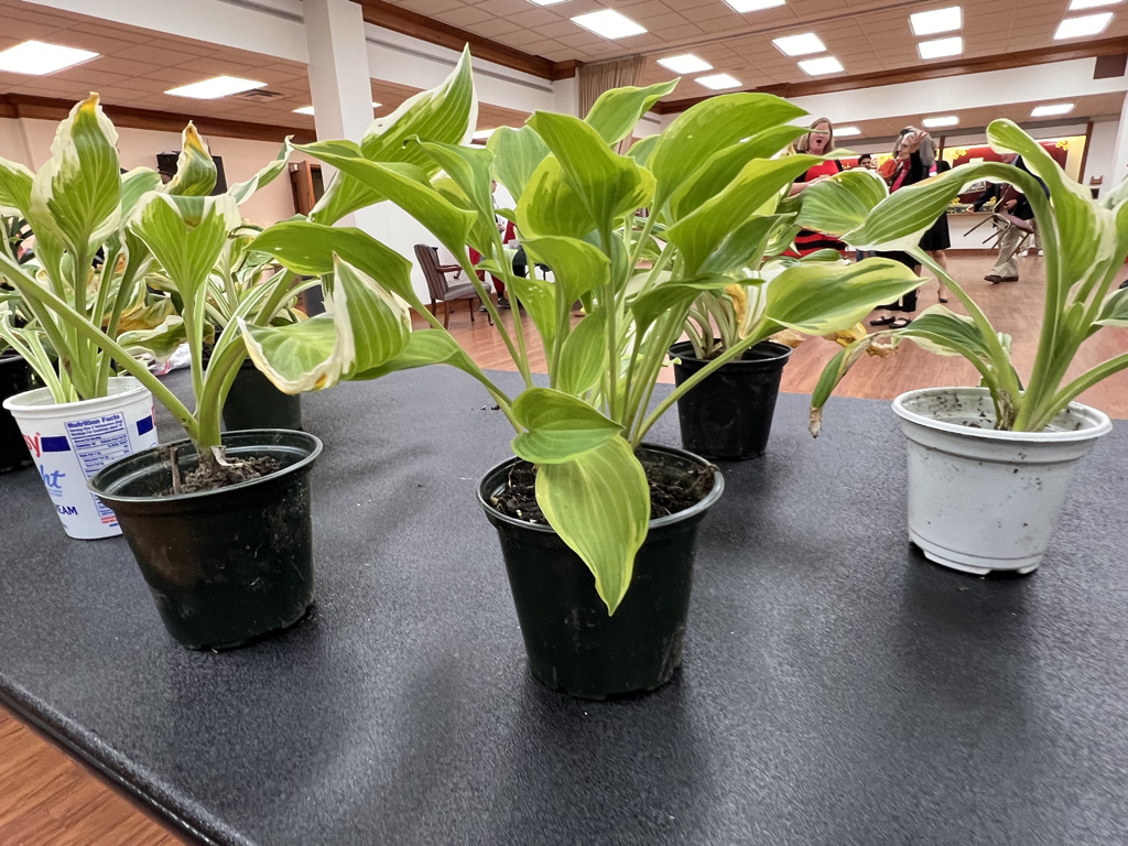 We hosted our annual plant exchange yesterday, It has been a tradition for members to bring plants and exchange them with each other for many years.  We are so glad to be able to bring back our events after the last two years.