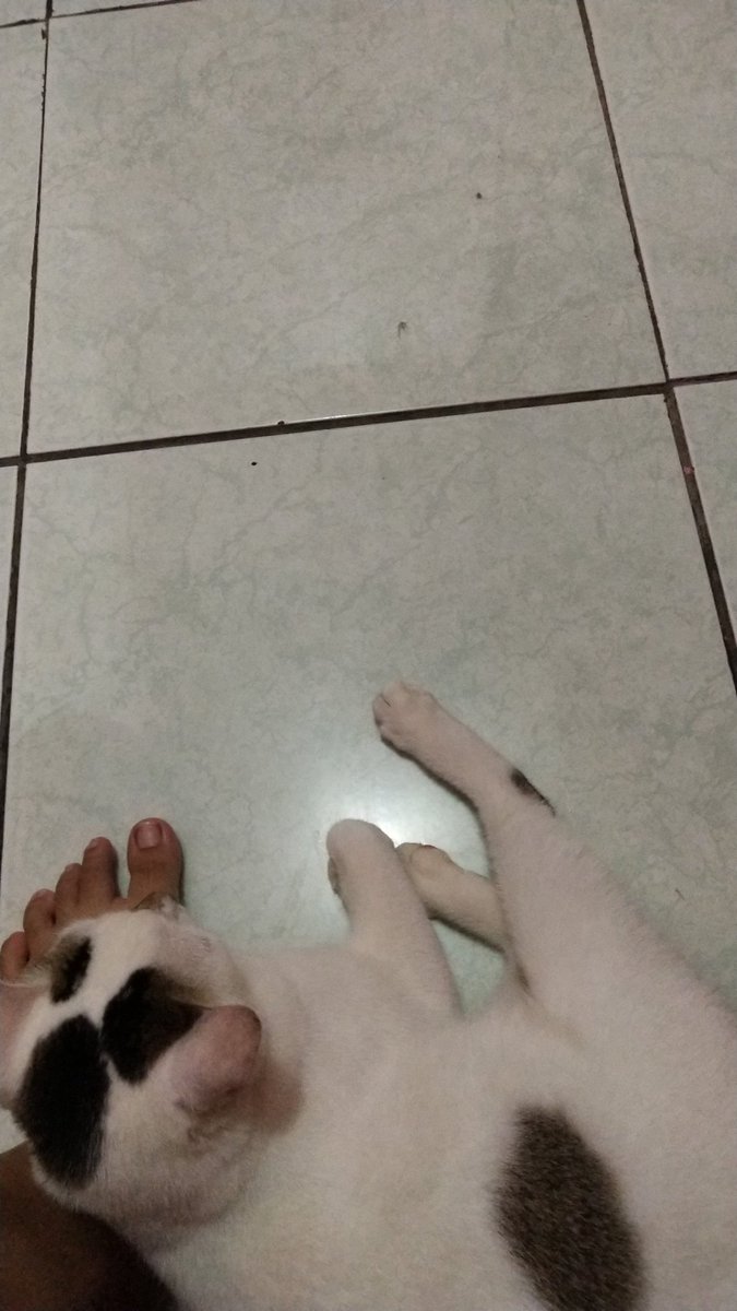 mcflurybites's tweet photo. bismillah semoga ada yang bantuu
#DONASIKUCING 
kucing aku tiba tiba ngeluarin darah dari vagina nya dan darah nya tuh kek intens gitu,aku mau banget bawa dia ke dokter hewan,tapi aku takut biayanya mahal soalnya aku gapunya uang https://t.co/2Z3KLHn3lB