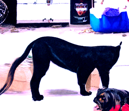 if my rottweiler was a cat