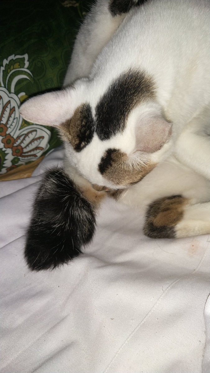 mcflurybites's tweet photo. darah nya tuh kek item ke coklatan gitu,aku baca itu keguguran pada kucing,dan harus dikeluarin bayi nya,#donasikucing ,mungkin ada yang tau cara mengeluarkan janinnya selain ke dokter hewan #pecintakucing #catlover #Kucing https://t.co/9VBSkMA5EJ