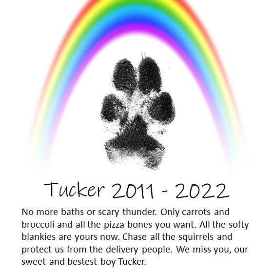 HowlerKelley's tweet photo. Or amazing and silly Tucker has crossed the rainbow 🌈 bridge. cancer took him from us, but not before 10+ years of wonderful memories.
#dogsoftwitter 
#fuckcancer https://t.co/3bHnDlMt2r