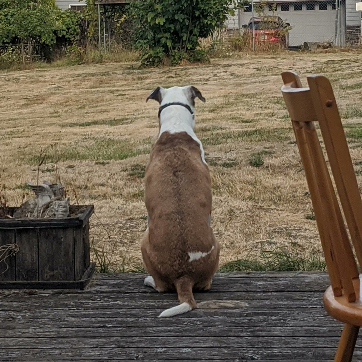 HowlerKelley's tweet photo. Or amazing and silly Tucker has crossed the rainbow 🌈 bridge. cancer took him from us, but not before 10+ years of wonderful memories.
#dogsoftwitter 
#fuckcancer https://t.co/3bHnDlMt2r