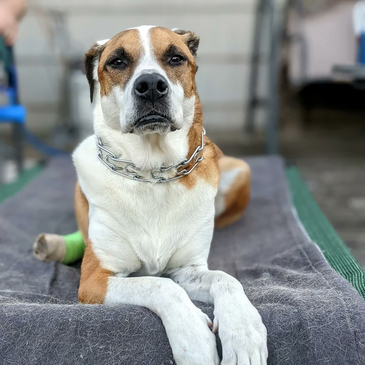 HowlerKelley's tweet photo. Or amazing and silly Tucker has crossed the rainbow 🌈 bridge. cancer took him from us, but not before 10+ years of wonderful memories.
#dogsoftwitter 
#fuckcancer https://t.co/3bHnDlMt2r
