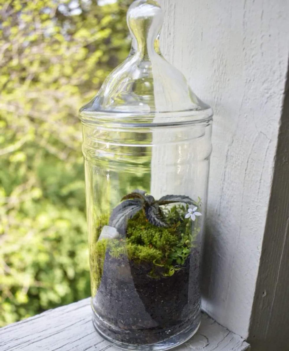 DarkPlaceStudio's tweet photo. The only good thing on a Monday is seeing new growth in a terrarium.
#MondayMotivation #plants #cottagecore #PositiveVibes #SmallBusiness #womanowned #crystals #gardening #ecosystems #Ecology https://t.co/ufTQd8Yrs2