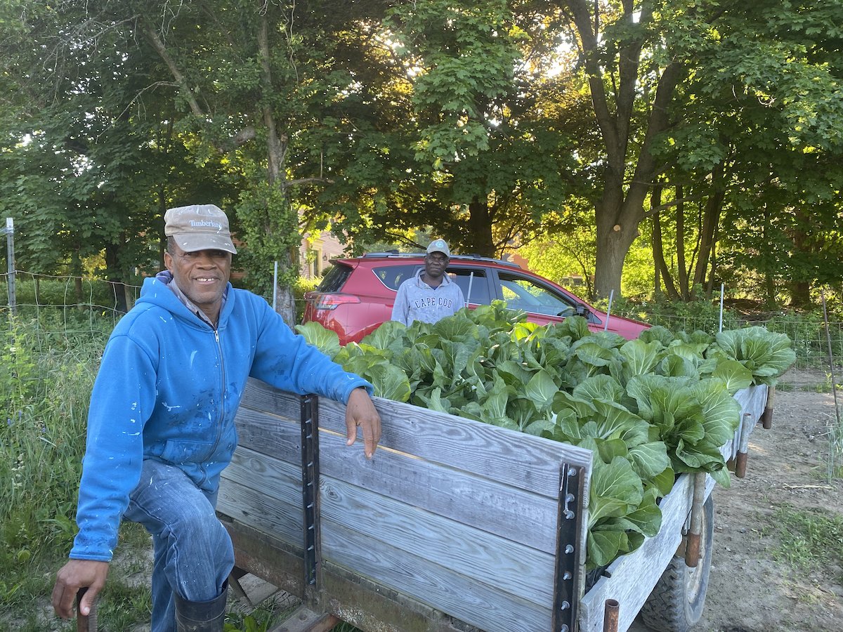 bostonareaglean's tweet photo. First harvest of the season at Stonefield Farm! Beautiful bok choy on this spring morning ☀️ https://t.co/K0ynTS2sN1