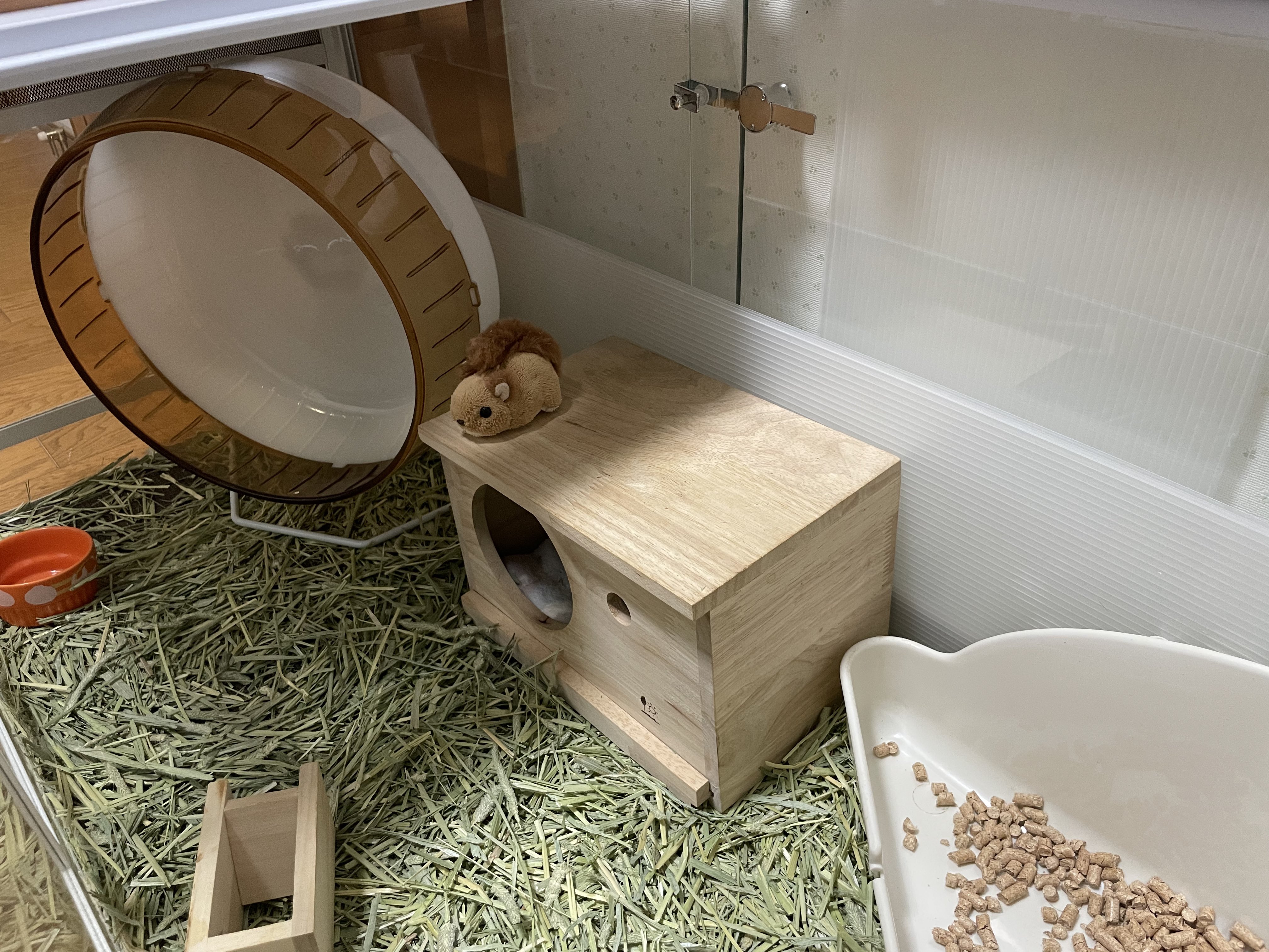 ハチ公の僕 表をガンガン噛むから隠して家ひっくり返してみた でもこれじゃあハチくんが部屋んぽ中にトイレに行けないよぉ パンテオン使ってる人で何か良い対策ないですか T Co 8jqqajuest Twitter