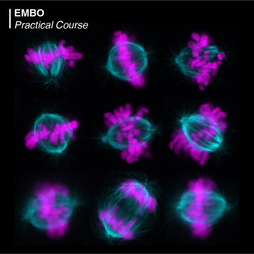Don’t miss the course opportunity #EMBOCellBiology @EMBL to learn more about #imaging and other cutting-edge technologies in modern cell biology! Application closes in one week (June 13). More info here: embl.org/about/info/cou…