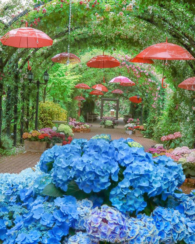 Encore une superbe photo par Sayu.sayu. 

Est ce qu'il y a des connaisseurs de fleurs capables de les identifier ?