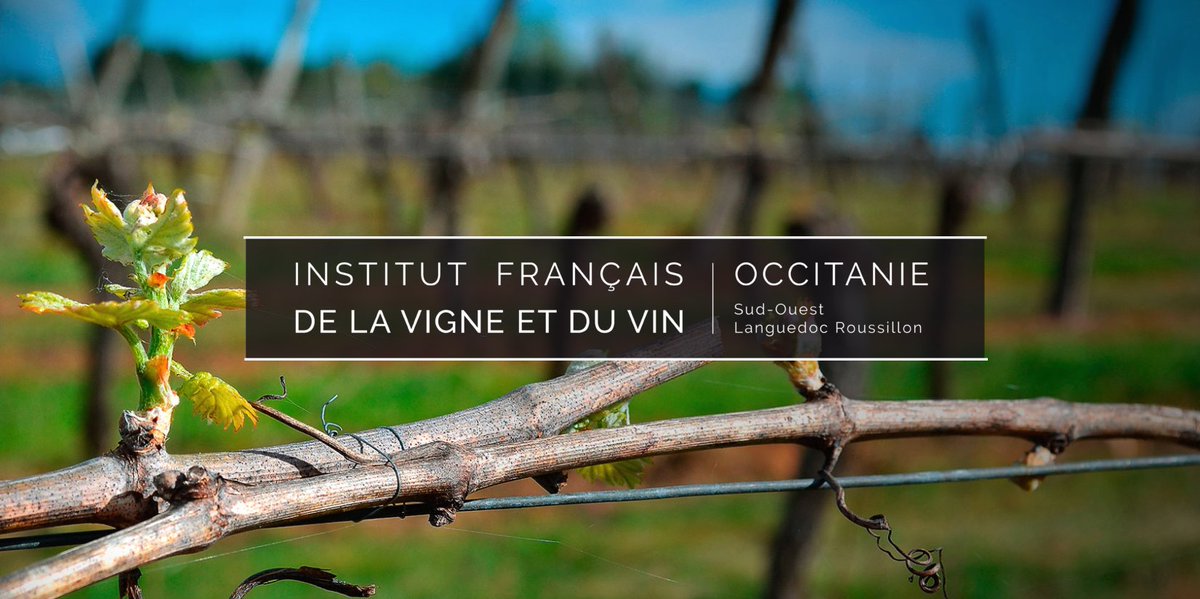 Nous avons développé une nouvelle solution plus fiable qui aide à maitriser le risque. 

vignevin-occitanie.com/fiches-pratiqu… 

Si vous souhaitez en apprendre plus sur notre solution et ses avantages, n'hésitez pas à prendre contact avec nous.  

#Brettanomyces #Vin #Wine #Winery #IAGE