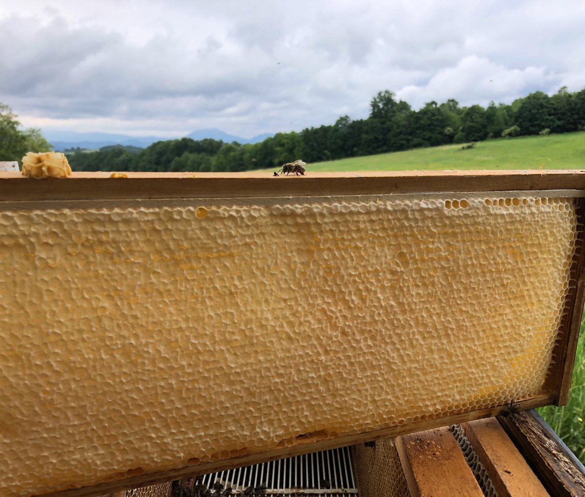 poruciMed's tweet photo. Dragi naši, nova tura bagremovog meda s Ravne gore je spremna. 🍯 Isporuka na teritoriji Beograda je lična i besplatna. 🚘 Ukoliko ste zainteresovani javite nam se u DM. 📨 Podržite male poljoprivrednike. Živeli! https://t.co/ivQDeVLc0Z