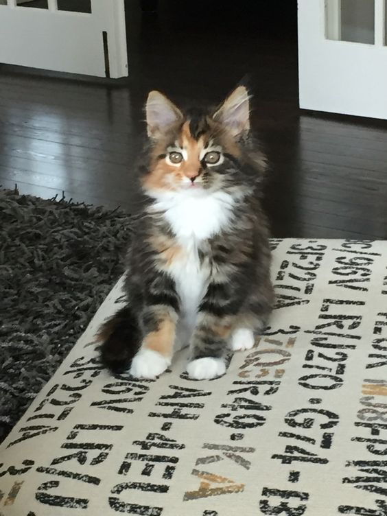 netherberri's tweet photo. hi so turns out I have like 6 cats now hahahahahhaha 
their names are orchid, lotus, rose, cherry, lemon, and ginger this is orchid https://t.co/LGppGN5KBU