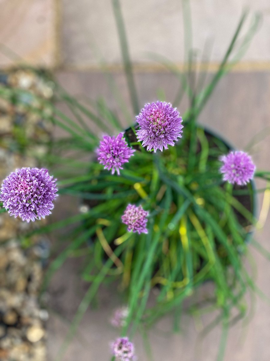 zanzaneet's tweet photo. My latest newsletter talks about this and this.. and what my husband did with these.

Read here &amp; please subscribe if you like - https://t.co/mZPavq63jJ 

#chives #broadbeans #newsletter #subscribe #springonaplate #food #Sustainability #Bloggers #Foodies #vegetarian https://t.co/6zrNAl1kjF