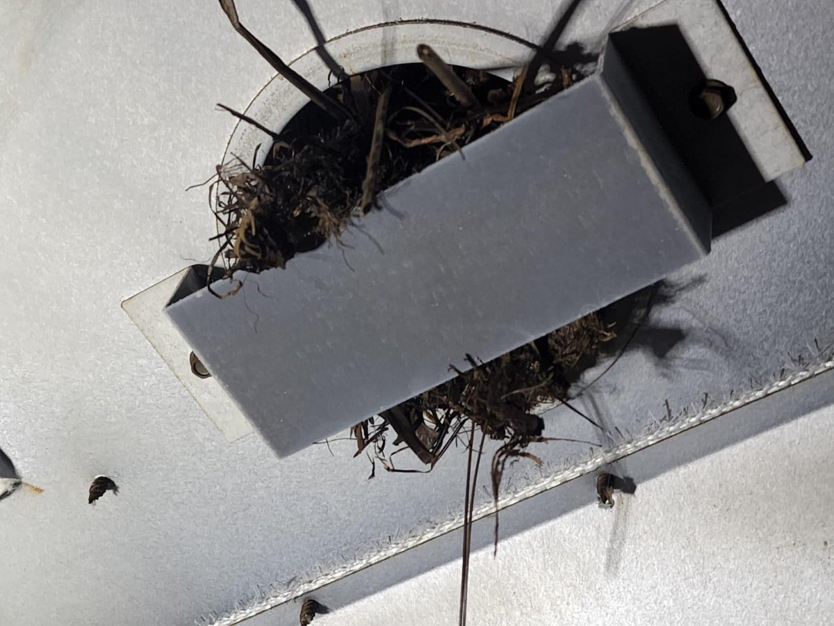 ONFireMarshal's tweet image. Chilly nights call for a fireplace.  Please make sure your appliances are inspected and cleaned every year.  Bird watching is awesome, but birds making a home in your chimney - not such a great mix.