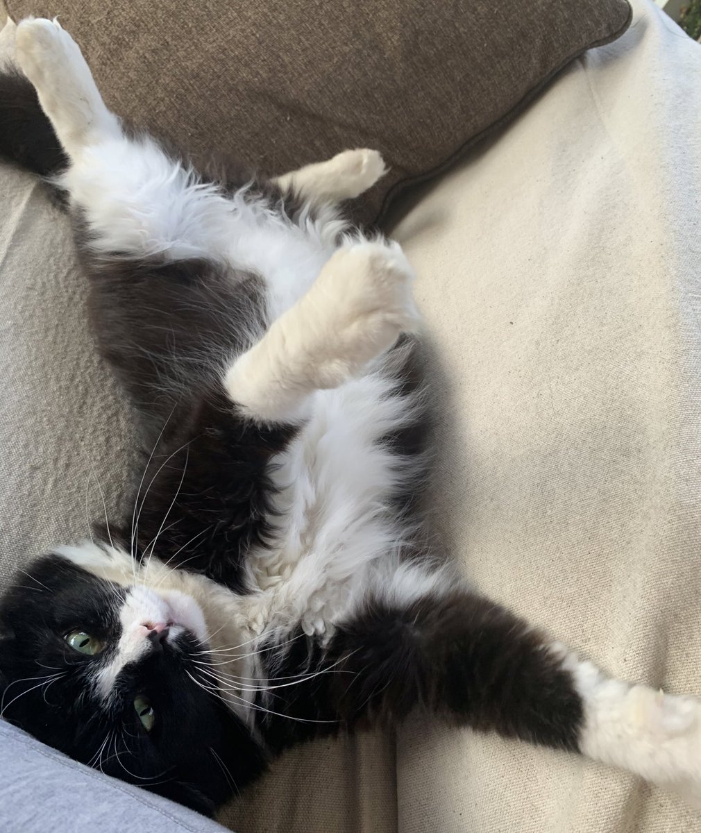 Vito Catleone AKA “The Cat Father” tweet media