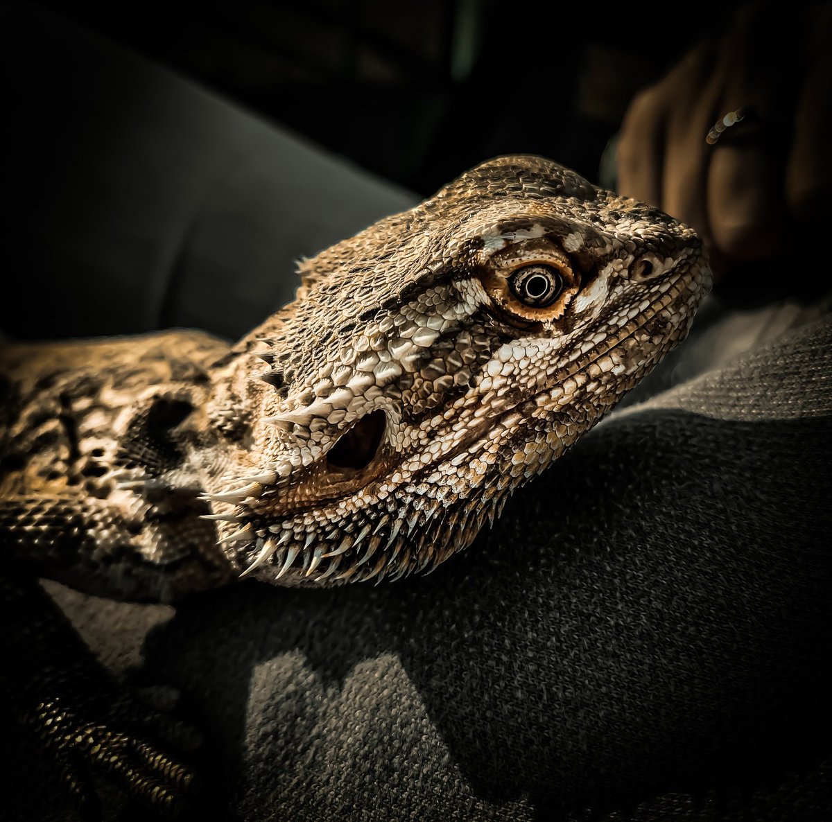 Photographers show me Your REPTILE shots  📸

I will start 

Let's support one another

Retweeting all 🔃
#photography #photo #photographer