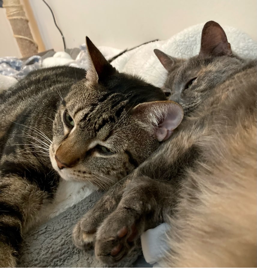 PSPHollywood's tweet photo. Happy Monday from Gizmo and Abby who just wanna keep sleeping and pretend it's still the weekend! 💚🐈😴 https://t.co/YFMB1EWo64