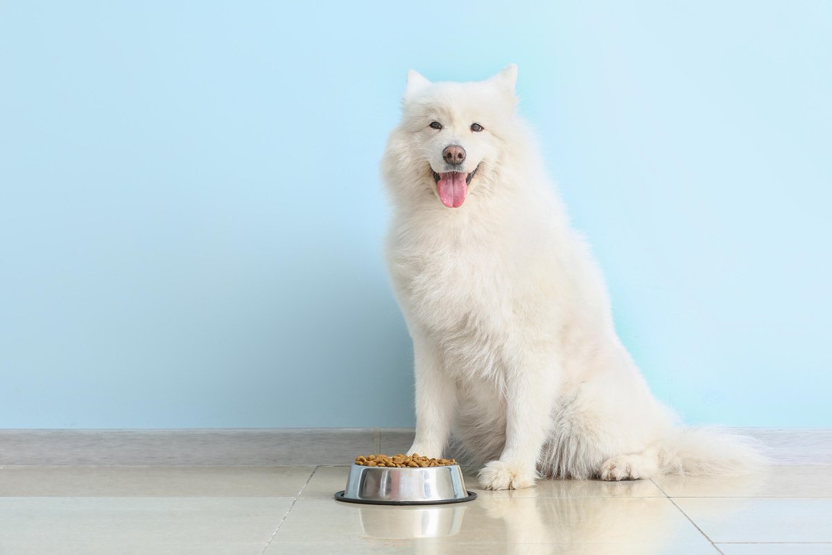 followDiamondV's tweet photo. Overwhelmed with picking the perfect diet for your pets? Make sure to stick with a postbiotic feed that helps maintain immune strength and promote digestive health. Nutrition is key. We can help. #DiamondV 

https://t.co/9E7oSPIEt1 https://t.co/sBH5Fd9w5S