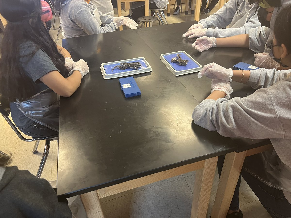 APMABulldogs's tweet photo. Frog dissection today! ๐ธ #8thgrade #frogdissection #APMAlearners #APMAbulldogs #APMAfrogs https://t.co/Tjwm0kXdwz