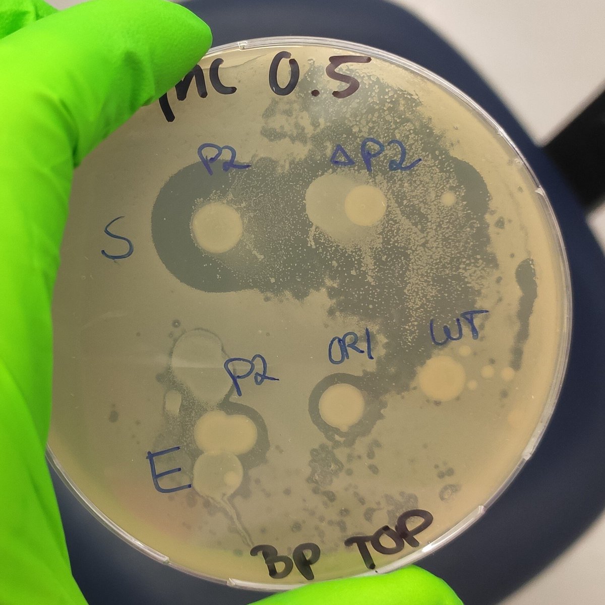 Prokaryota's tweet image. In an effort to provide a more realistic perspective on empirical research, here&apos;s my ugly ass overlay assay  #labreality #hotmess
