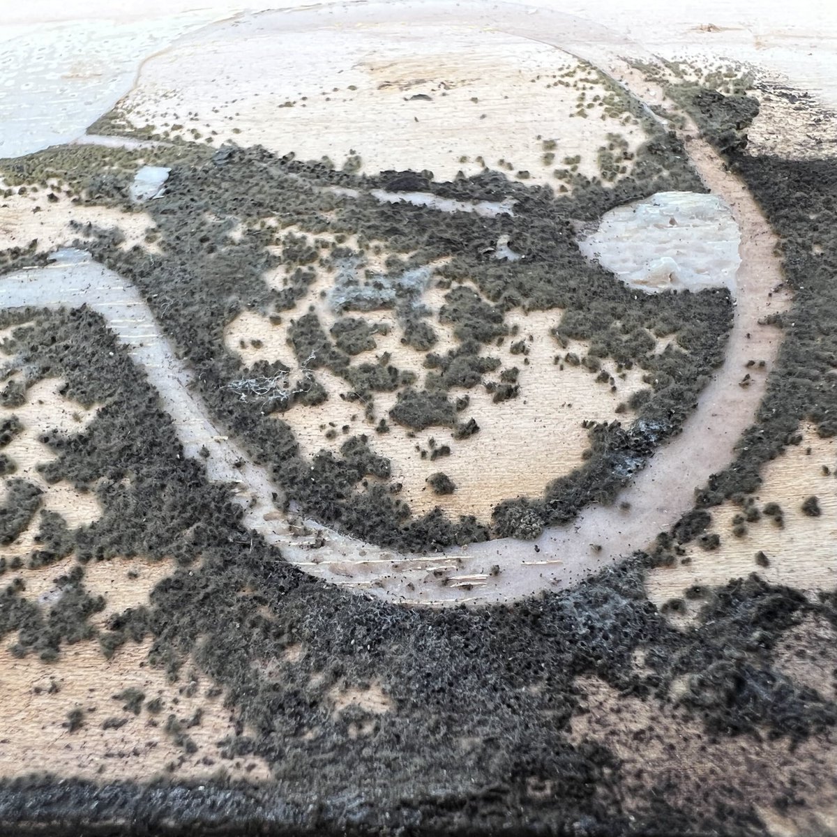 #MoldMonday This is not a birds-eye view of a forest. Although it may look like it, this is an up close photo of microbial growth that formed on the back side of a piece of trim #macrophotography