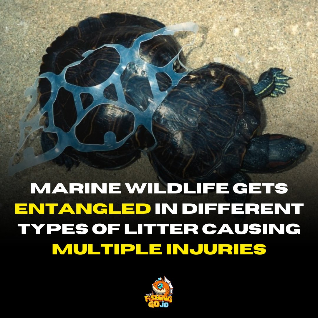 Fishingoio's tweet photo. #Fishingo.io  #ocean #underwaterphotography #nature #scuba #oceanlove #beachlife #scubalife #sealife #savetheocean #marinelife #whale #conservation #hawaii #deepsea #scubadiving #instafish #savetheplanet #sealife #Dubai https://t.co/7jhBKcBbM2