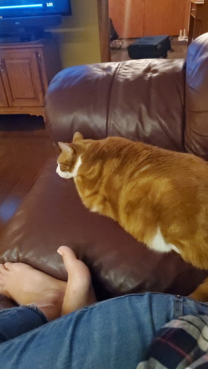 SheSprouts's tweet image. My little potato.
#CatsOfTwitter #Gingercat