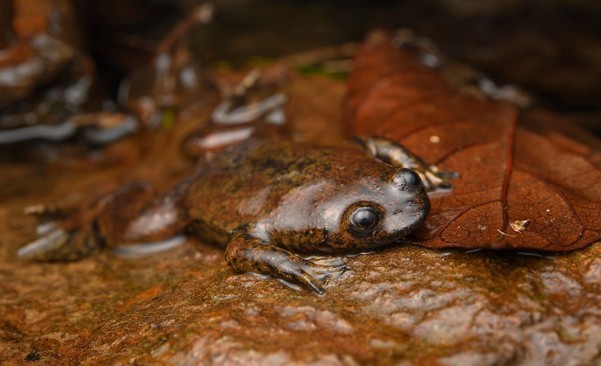 Barbourula busuangensis
