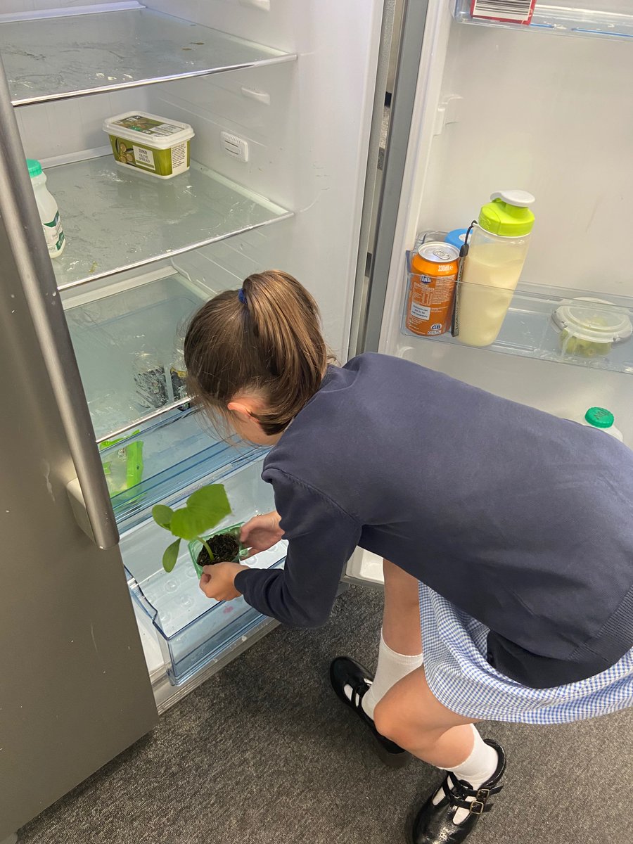 CORPUS1275's tweet photo. The children have been planning their own investigations about what plants need to grow healthy. We will be making careful observations throughout the week 👩🔬 👨🏻🔬 🪴 #observationovertime https://t.co/oqTRexwo8X