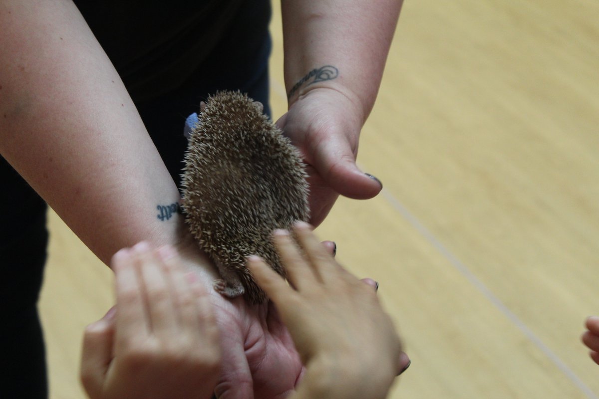 Our Year 2 children had a visit from <a href="/exoticanimals1/">Exoticanimals1</a> today - we learnt about new animals and their habitats, and everyone fully enjoyed it.
#exoticanimals #makingmemories #tenrec #tortoise #python