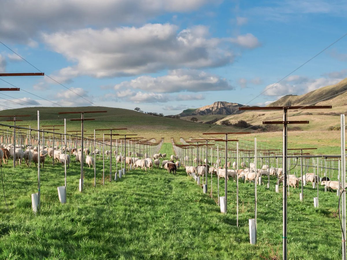 Few vineyards have taken the approach of <a href="/PaicinesRanch/">Paicines Ranch</a>, which allows sheep into the vineyard even during the growing season, a practice that is generally shunned because sheep can eat precious leaves, buds and grapes. 

Read more: nytimes.com/2022/05/12/din… 

📷: <a href="/nytimes/">The New York Times</a>